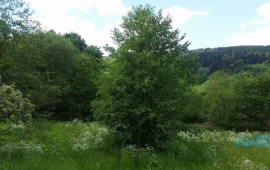 Rozsáhlý pozemek ve Filipové, obec Loučná nad Desnou